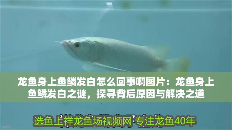 龍魚身上魚鱗發(fā)白怎么回事啊圖片：龍魚身上魚鱗發(fā)白之謎，探尋背后原因與解決之道