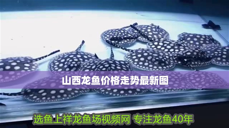山西龍魚價格走勢最新圖
