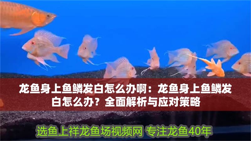 龍魚身上魚鱗發白怎么辦啊：龍魚身上魚鱗發白怎么辦？全面解析與應對策略 龍魚身上魚鱗發白怎么辦啊：龍魚身上魚鱗發白怎么辦？全面解析與應對策略 龍魚百科 第1張