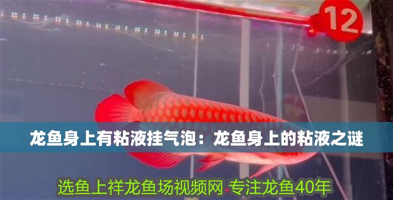 龍魚身上有粘液掛氣泡：龍魚身上的粘液之謎
