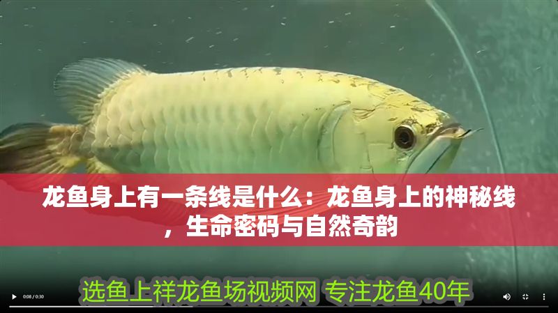 龍魚身上有一條線是什么：龍魚身上的神秘線，生命密碼與自然奇韻