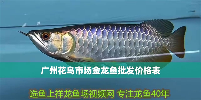 廣州花鳥市場金龍魚批發價格表