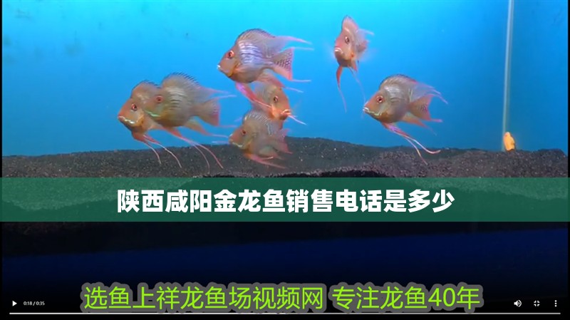 陜西咸陽(yáng)金龍魚(yú)銷售電話是多少