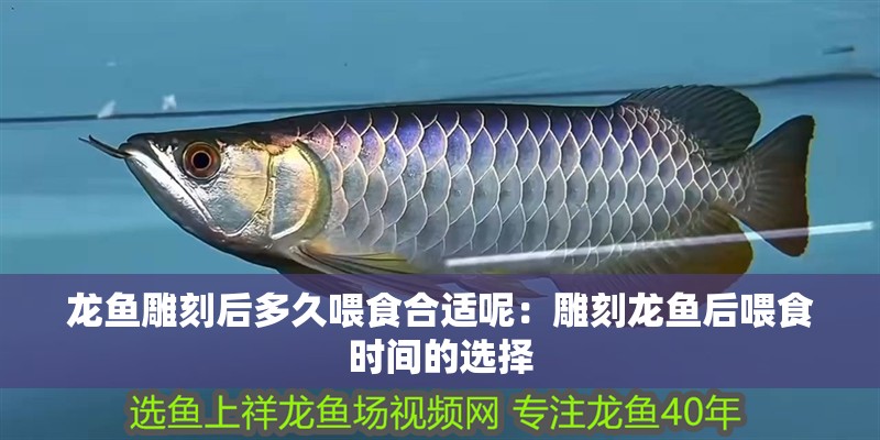 龍魚雕刻后多久喂食合適呢：雕刻龍魚后喂食時間的選擇