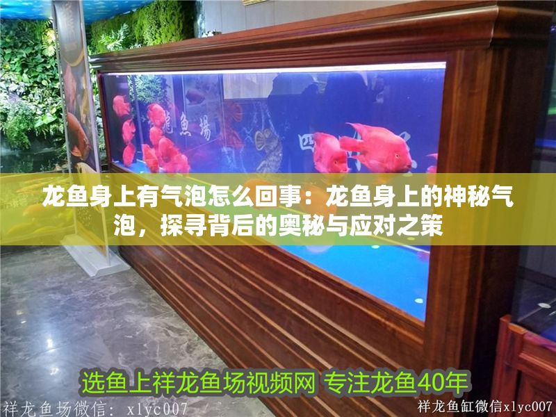 龍魚身上有氣泡怎么回事：龍魚身上的神秘氣泡，探尋背后的奧秘與應對之策