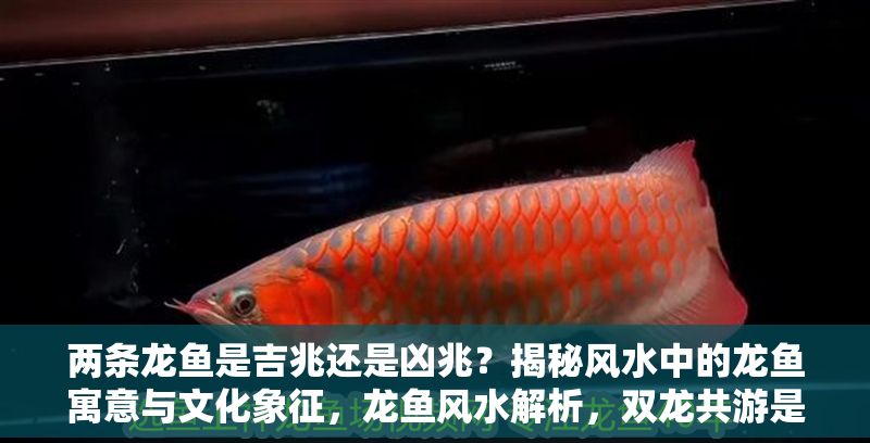 兩條龍魚是吉兆還是兇兆？揭秘風(fēng)水中的龍魚寓意與文化象征，龍魚風(fēng)水解析，雙龍共游是吉兆還是兇兆？