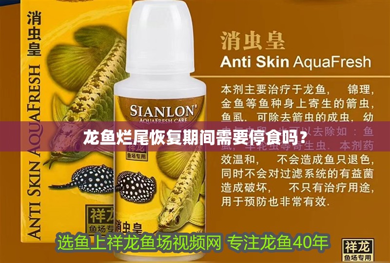 龍魚爛尾恢復期間需要停食嗎？