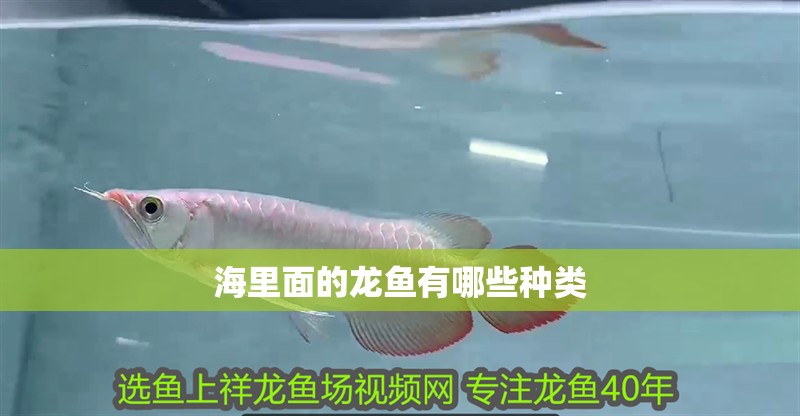 海里面的龍魚有哪些種類
