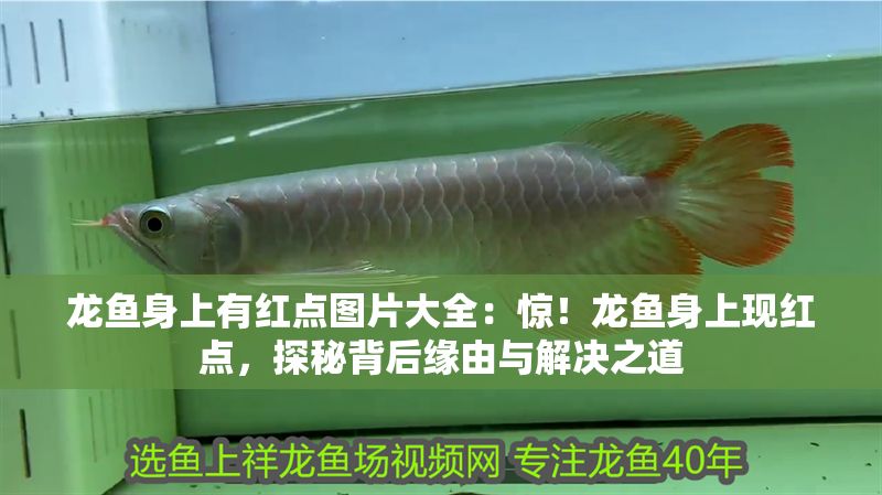 龍魚身上有紅點圖片大全：驚！龍魚身上現紅點，探秘背后緣由與解決之道