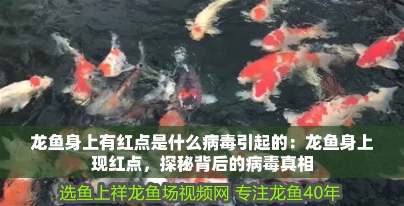 龍魚身上有紅點是什么病毒引起的：龍魚身上現(xiàn)紅點，探秘背后的病毒真相