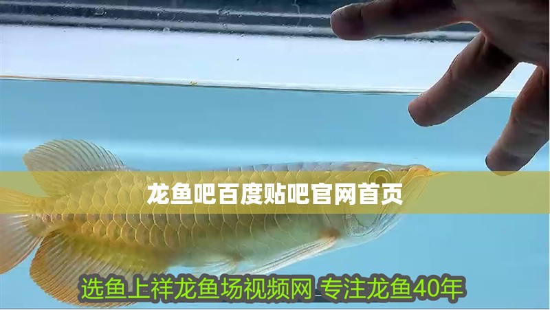 龍魚吧百度貼吧官網首頁