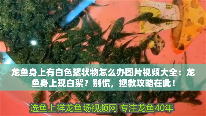 龍魚身上有白色絮狀物怎么辦圖片視頻大全：龍魚身上現(xiàn)白絮？別慌，拯救攻略在此！