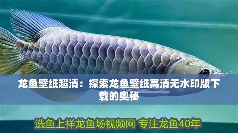 龍魚壁紙超清：探索龍魚壁紙高清無水印版下載的奧秘