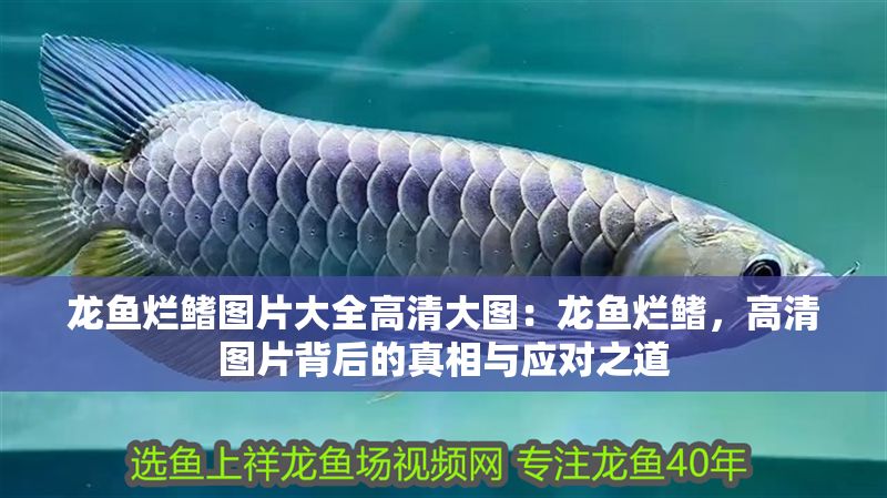 龍魚爛鰭圖片大全高清大圖：龍魚爛鰭，高清圖片背后的真相與應對之道