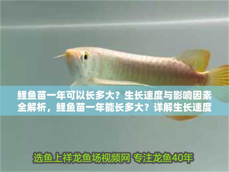 鯉魚苗一年可以長多大？生長速度與影響因素全解析，鯉魚苗一年能長多大？詳解生長速度及關鍵影響因素