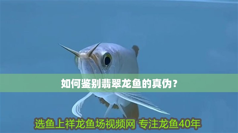 如何鑒別翡翠龍魚的真偽？