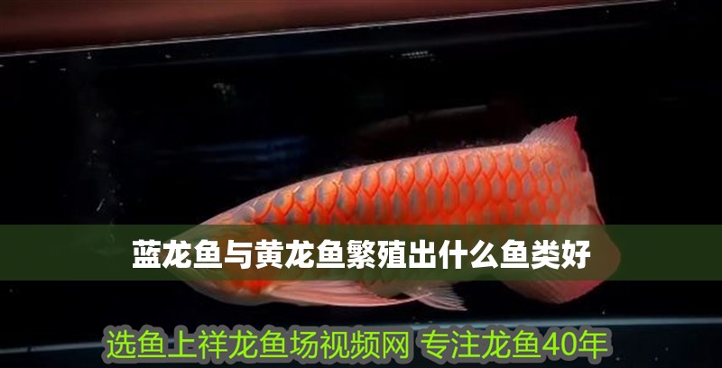 藍龍魚與黃龍魚繁殖出什么魚類好