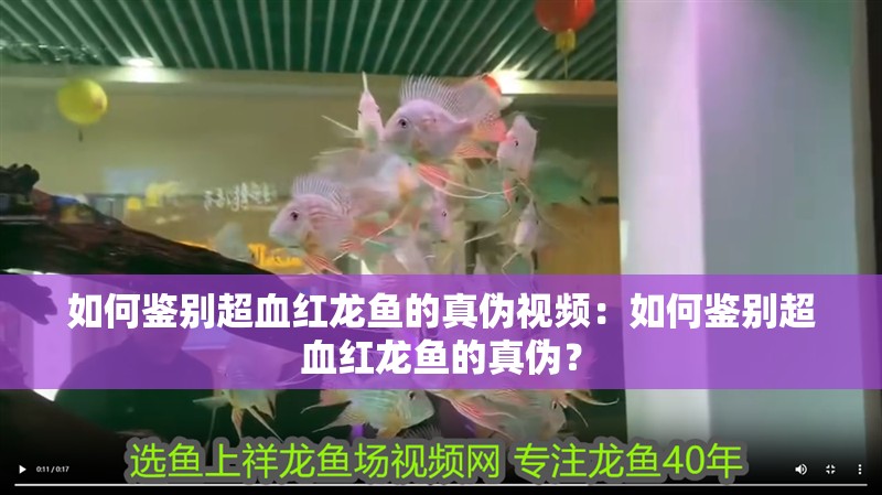 如何鑒別超血紅龍魚的真偽視頻：如何鑒別超血紅龍魚的真偽？