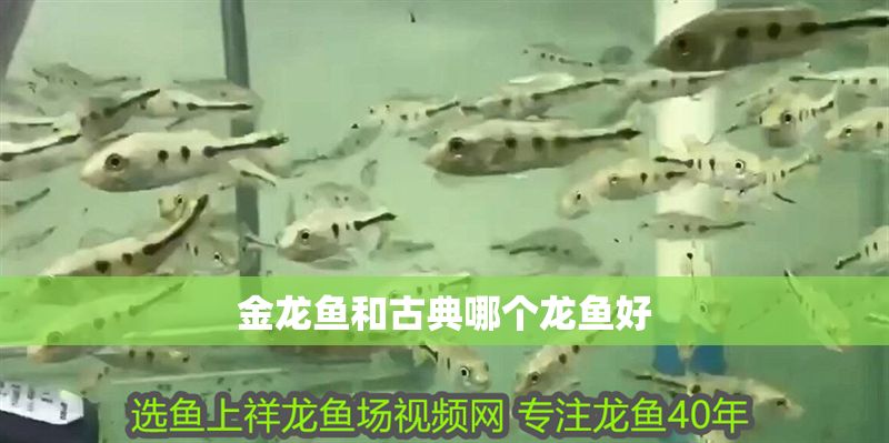 金龍魚和古典哪個龍魚好 金龍魚和古典哪個龍魚好 龍魚百科 第2張