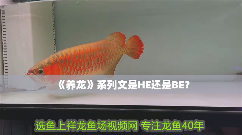 《養龍》系列文是HE還是BE？