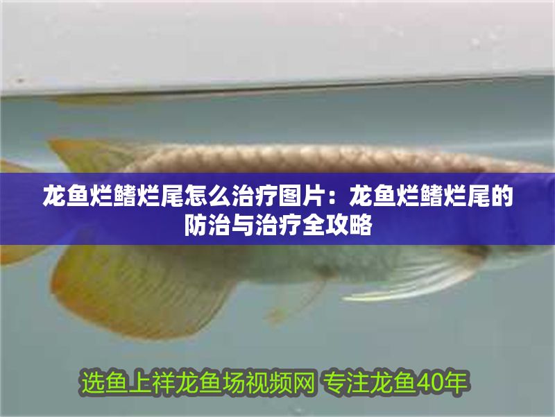 龍魚爛鰭爛尾怎么治療圖片：龍魚爛鰭爛尾的防治與治療全攻略