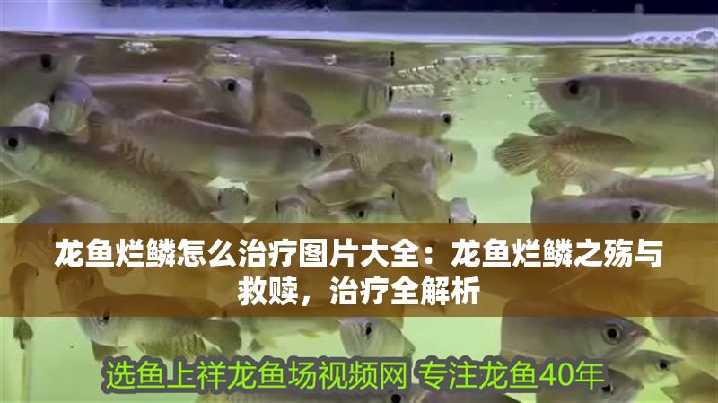 龍魚爛鱗怎么治療圖片大全：龍魚爛鱗之殤與救贖，治療全解析