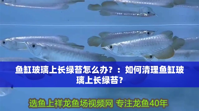 魚缸玻璃上長綠苔怎么辦？：如何清理魚缸玻璃上長綠苔？