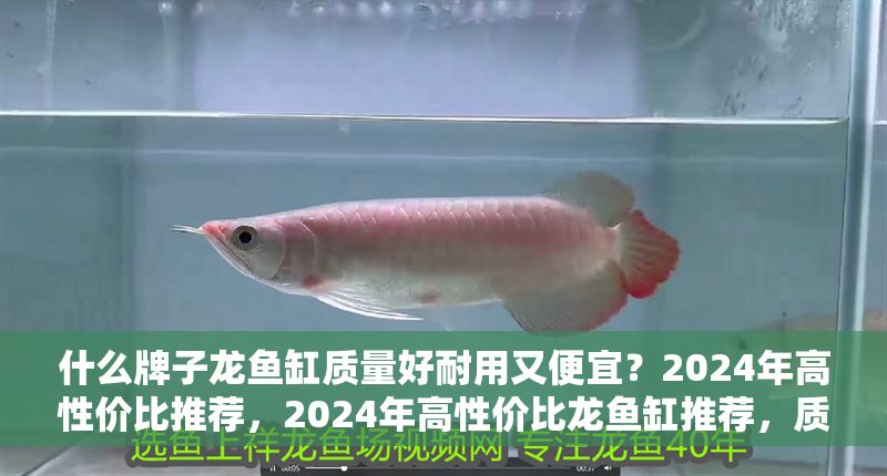 什么牌子龍魚缸質量好耐用又便宜？2024年高性價比推薦，2024年高性價比龍魚缸推薦，質量好耐用又便宜的品牌盤點