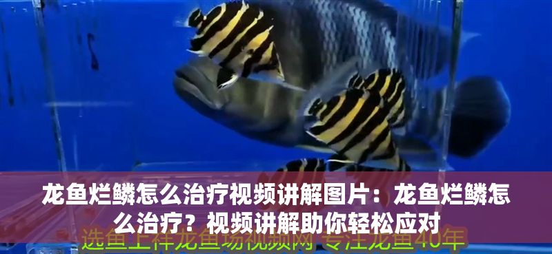 龍魚爛鱗怎么治療視頻講解圖片：龍魚爛鱗怎么治療？視頻講解助你輕松應對
