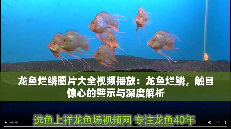 龍魚爛鱗圖片大全視頻播放：龍魚爛鱗，觸目驚心的警示與深度解析