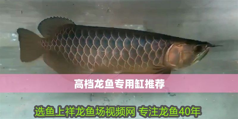 高檔龍魚專用缸推薦