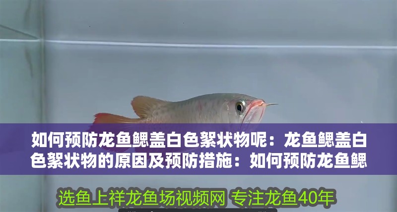 如何預防龍魚鰓蓋白色絮狀物呢：龍魚鰓蓋白色絮狀物的原因及預防措施：如何預防龍魚鰓蓋白色絮狀物的出現