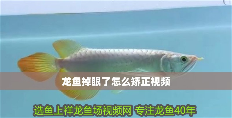 龍魚掉眼了怎么矯正視頻