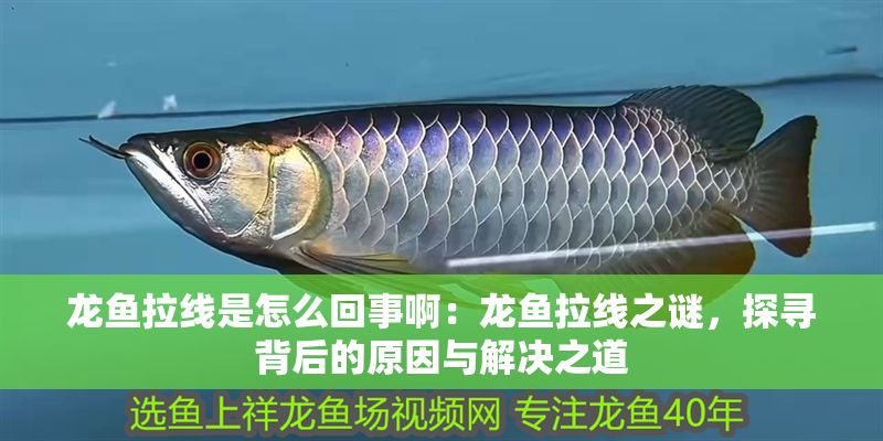 龍魚拉線是怎么回事啊：龍魚拉線之謎，探尋背后的原因與解決之道