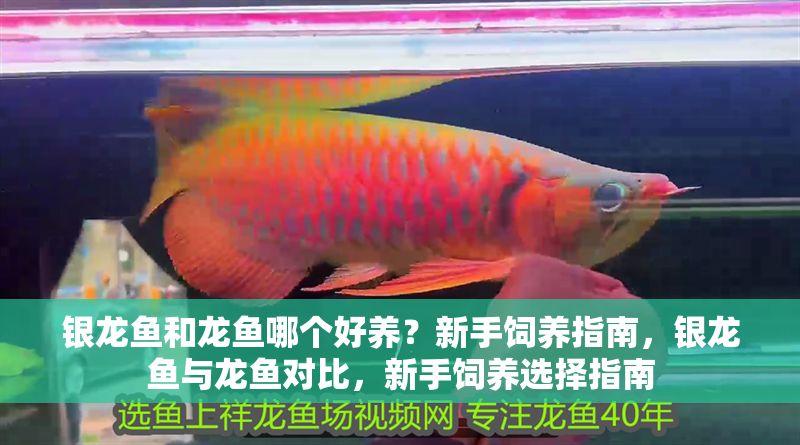 銀龍魚和龍魚哪個好養？新手飼養指南，銀龍魚與龍魚對比，新手飼養選擇指南