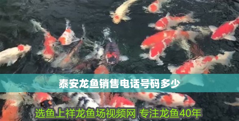 泰安龍魚銷售電話號碼多少