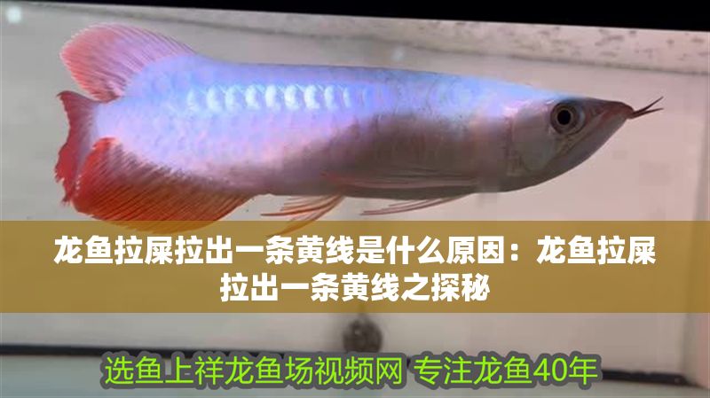 龍魚拉屎拉出一條黃線是什么原因：龍魚拉屎拉出一條黃線之探秘