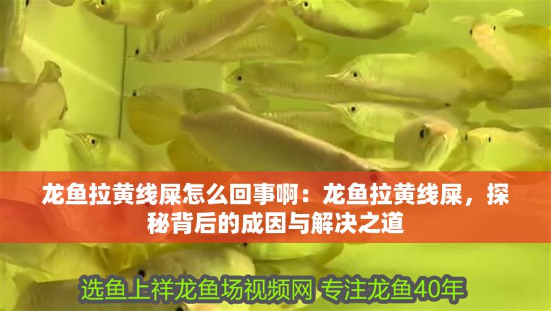 龍魚拉黃線屎怎么回事啊：龍魚拉黃線屎，探秘背后的成因與解決之道