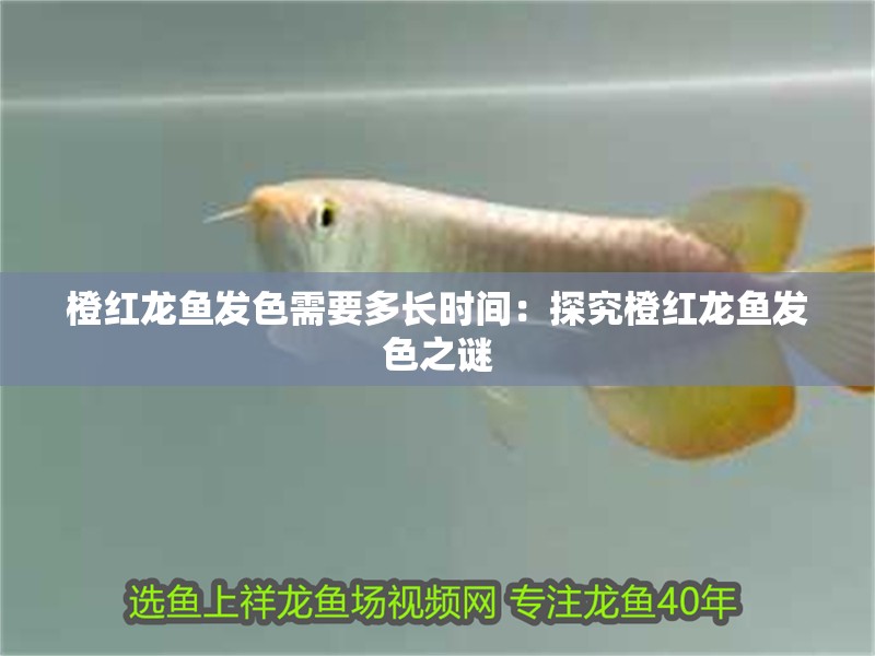 橙紅龍魚發(fā)色需要多長(zhǎng)時(shí)間：探究橙紅龍魚發(fā)色之謎