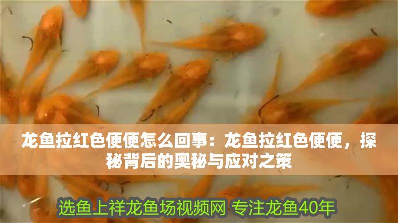 龍魚拉紅色便便怎么回事：龍魚拉紅色便便，探秘背后的奧秘與應對之策