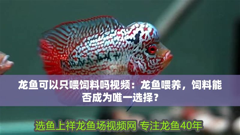 龍魚可以只喂飼料嗎視頻：龍魚喂養(yǎng)，飼料能否成為唯一選擇？