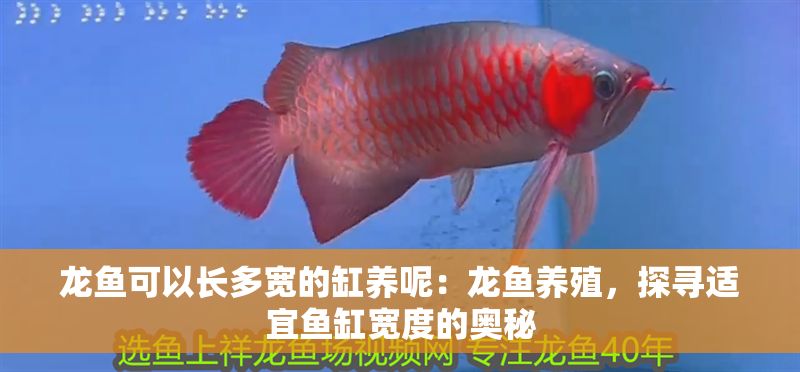 龍魚可以長多寬的缸養呢：龍魚養殖，探尋適宜魚缸寬度的奧秘