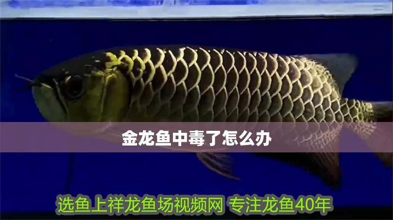 金龍魚中毒了怎么辦