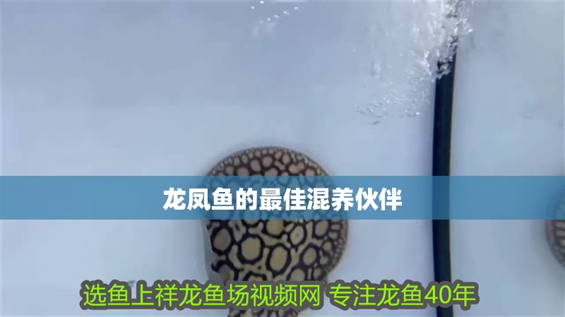 龍魚干蝦有營養嗎 龍鳳魚的最佳混養伙伴 龍魚百科 龍鳳魚的最佳混養伙伴 龍鳳魚的最佳混養伙伴 龍魚百科