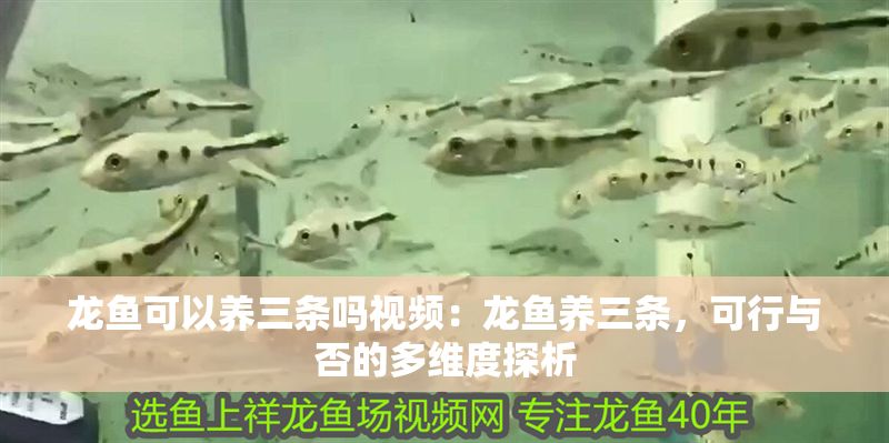龍魚可以養(yǎng)三條嗎視頻：龍魚養(yǎng)三條，可行與否的多維度探析