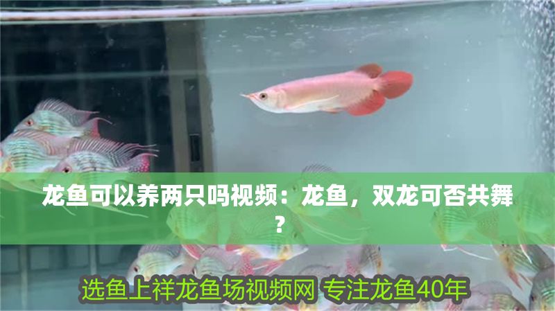 龍魚可以養兩只嗎視頻：龍魚，雙龍可否共舞？
