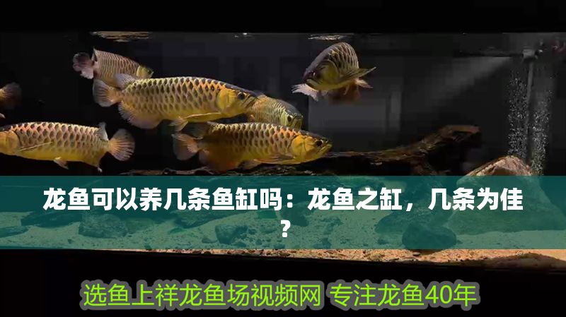龍魚可以養幾條魚缸嗎：龍魚之缸，幾條為佳？
