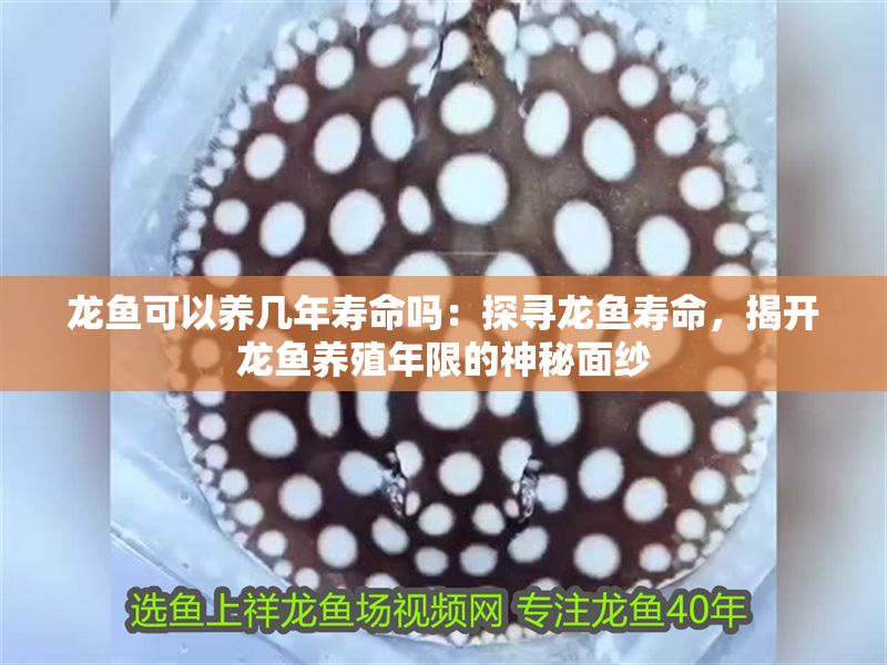 龍魚可以養(yǎng)幾年壽命嗎：探尋龍魚壽命，揭開龍魚養(yǎng)殖年限的神秘面紗