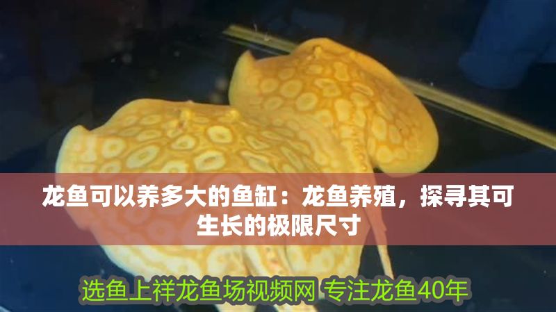 龍魚可以養多大的魚缸：龍魚養殖，探尋其可生長的極限尺寸