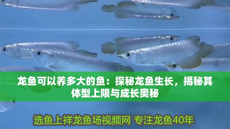 龍魚可以養(yǎng)多大的魚:探秘龍魚生長,揭秘其體型上限與成長奧秘 龍魚百科 第1張 龍魚可以養(yǎng)多大的魚:探秘龍魚生長,揭秘其體型上限與成長奧秘 龍魚可以養(yǎng)多大的魚:探秘龍魚生長,揭秘其體型上限與成長奧秘 龍魚百科 第1張